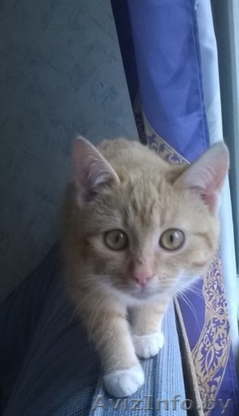 Рыжий котенок кошечка 5 мес - Изображение #2, Объявление #1192498