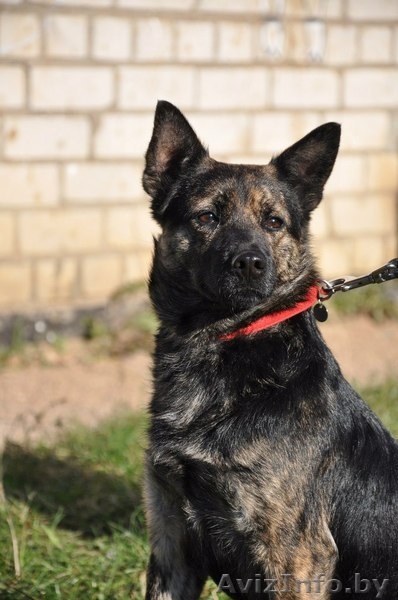 Молодая собачка - в дар! - Изображение #5, Объявление #1139091