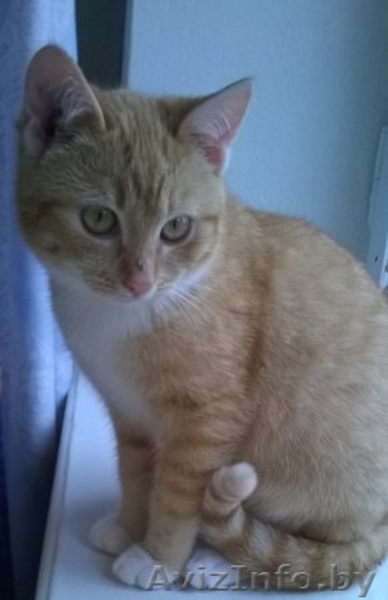 Рыжий котенок кошечка 5 мес - Изображение #3, Объявление #1192498