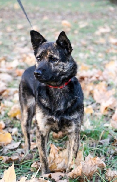 Молодая собачка - в дар! - Изображение #2, Объявление #1139091