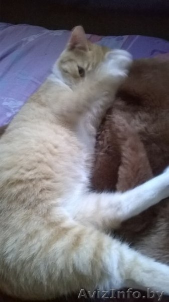 Рыжий котенок кошечка 5 мес - Изображение #4, Объявление #1192498
