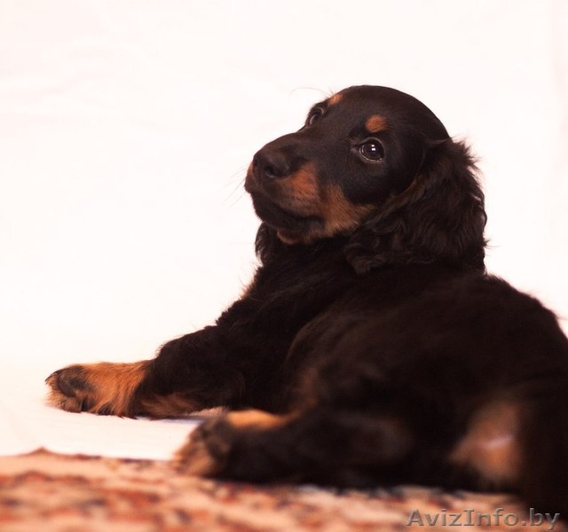 Щенки длинношерстной таксы - Изображение #5, Объявление #1189949