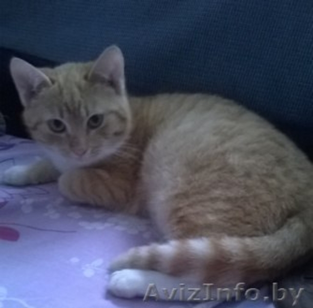 Рыжий котенок кошечка 5 мес - Изображение #1, Объявление #1192498