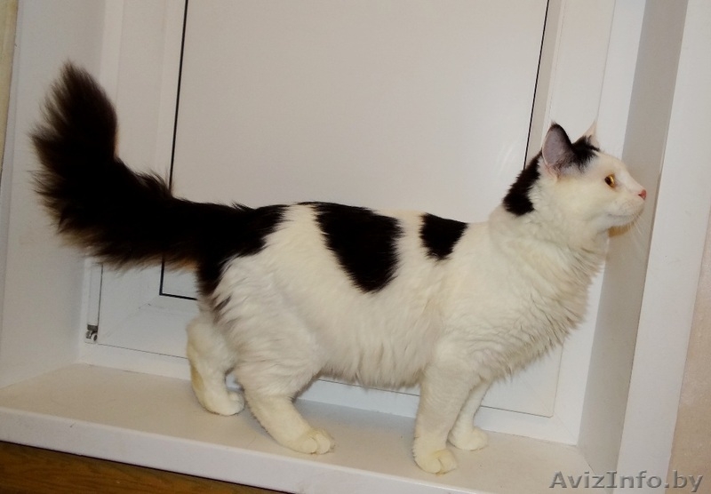 Котик Мирон ищет дом - Изображение #1, Объявление #1164963