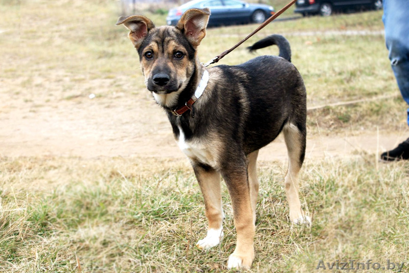 Малышка ищет постоянный дом! - Изображение #4, Объявление #1183915