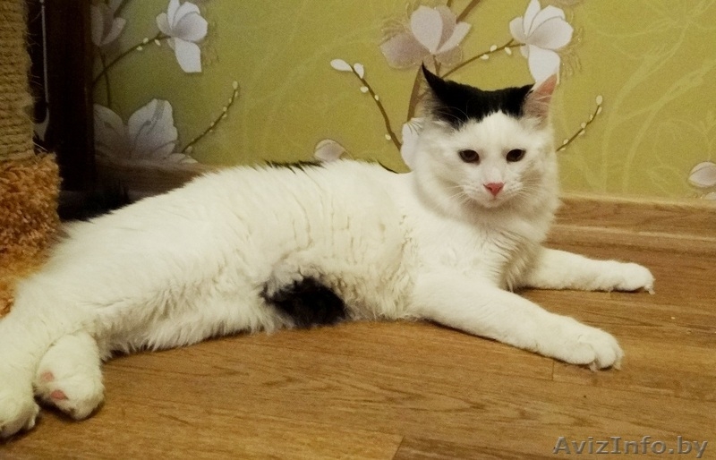 Котик Мирон ищет дом - Изображение #6, Объявление #1164963