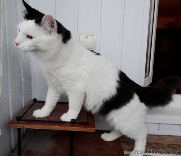 Котик Мирон ищет дом - Изображение #3, Объявление #1164963