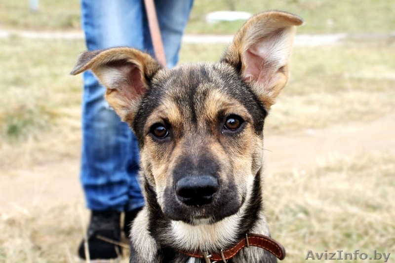 Малышка ищет постоянный дом! - Изображение #5, Объявление #1183915