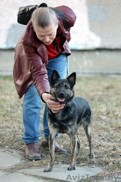 Молодая собачка - в дар! - Изображение #1, Объявление #1139091