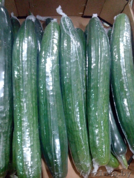 продаем  огурцы - Изображение #3, Объявление #1188251