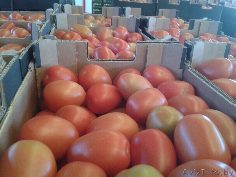 продаем томаты из Испании - Изображение #9, Объявление #1188250