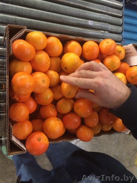 продаем мандарины из Испании - Изображение #3, Объявление #1188219