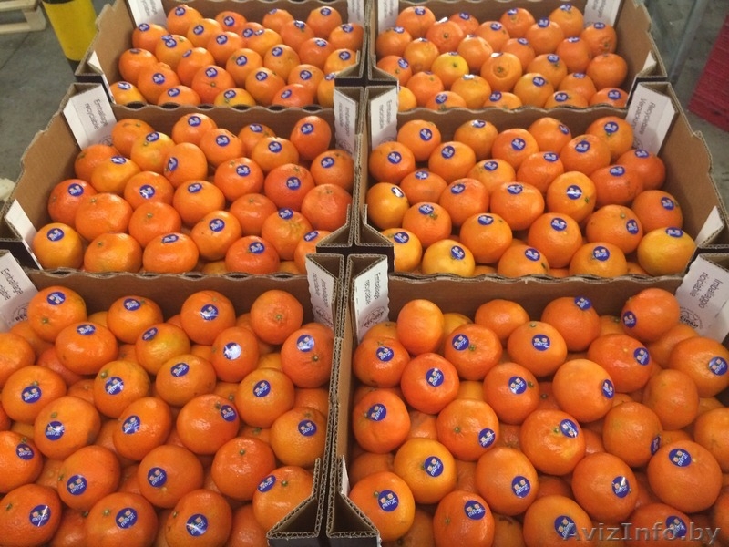 продаем мандарины из Испании - Изображение #5, Объявление #1188219