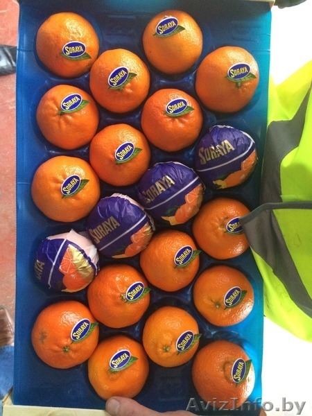 продаем мандарины из Испании - Изображение #6, Объявление #1188219