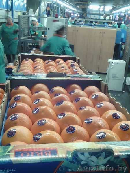 продаем апельсины из испании - Изображение #5, Объявление #1188221