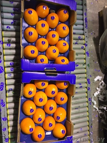 Продаем хурму из Испании - Изображение #5, Объявление #1188224