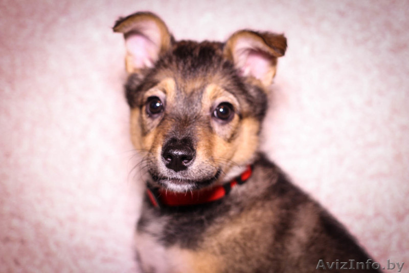 Очаровательные братик с сестричкой ищут дом - Изображение #1, Объявление #1192193