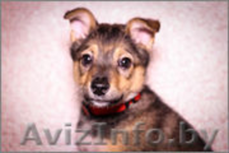 Очаровательная Джуси ищет дом - Изображение #4, Объявление #1197530