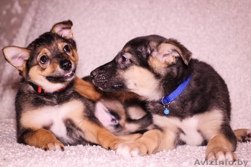 Очаровательные братик с сестричкой ищут дом - Изображение #3, Объявление #1192193