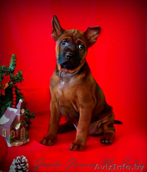 Щенки Тайский Риджбек - Изображение #1, Объявление #1190851