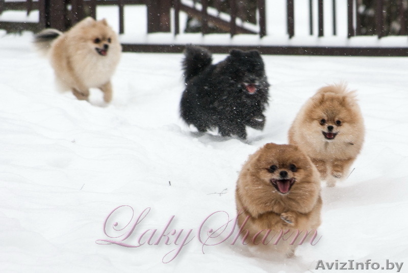 Померанский карликовый шпиц. Породные малыши от питомника "Лаки Шарм"  - Изображение #10, Объявление #847998