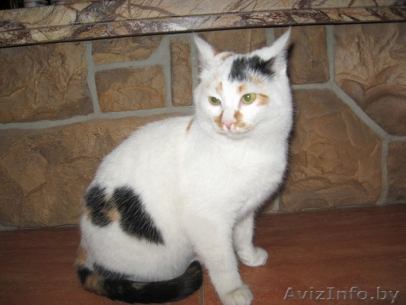 Милая кошечка в дар - Изображение #1, Объявление #1189892