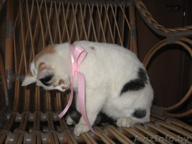 Милая кошечка в дар - Изображение #2, Объявление #1189892