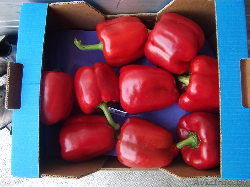 продаем перец из Испании - Изображение #4, Объявление #1188226