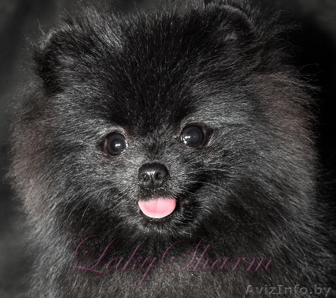 Померанский карликовый шпиц. Породные малыши от питомника "Лаки Шарм"  - Изображение #5, Объявление #847998