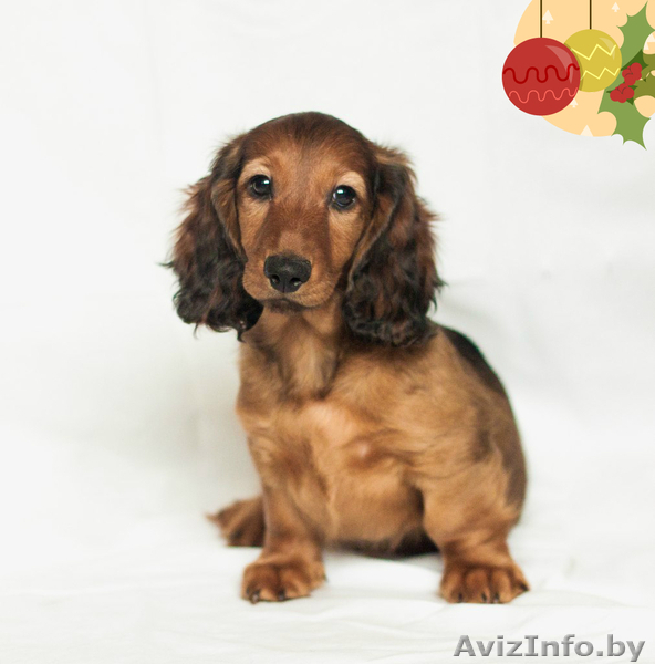 Щенки длинношерстной таксы - Изображение #1, Объявление #1189949