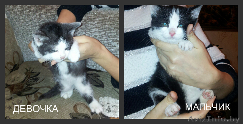 котята бесплатно - Изображение #1, Объявление #1189312