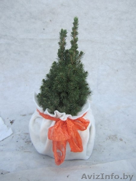 Живые новогодние ёлочки - Изображение #3, Объявление #1183906