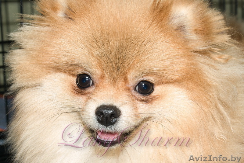 Померанский карликовый шпиц. Породные малыши от питомника "Лаки Шарм"  - Изображение #1, Объявление #847998