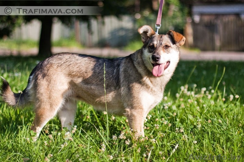 Муха,среднего роста (45-50 см) сука (стерилизована). Привита. вет. паспорт. - Изображение #1, Объявление #1209431