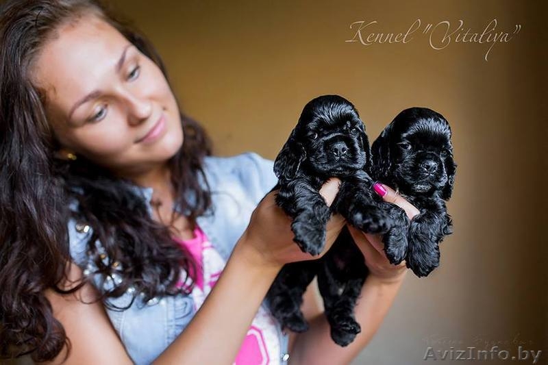 Американского кокер спаниеля. Очаровательные щенки. - Изображение #3, Объявление #1206943