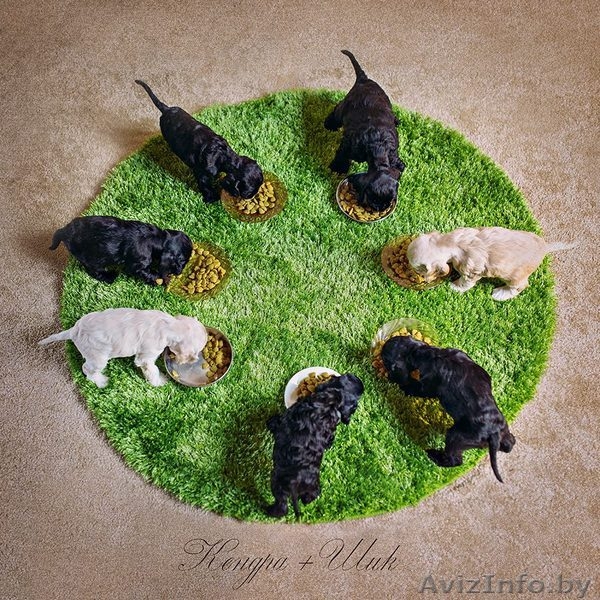 Американского кокер спаниеля. Очаровательные щенки. - Изображение #6, Объявление #1206943