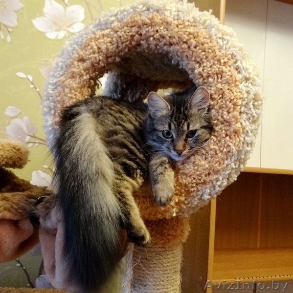 кошечка подросток Кеша  в дар - Изображение #4, Объявление #1199212