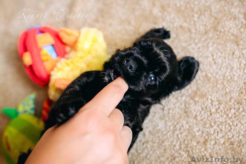 Американского кокер спаниеля. Очаровательные щенки. - Изображение #2, Объявление #1206943