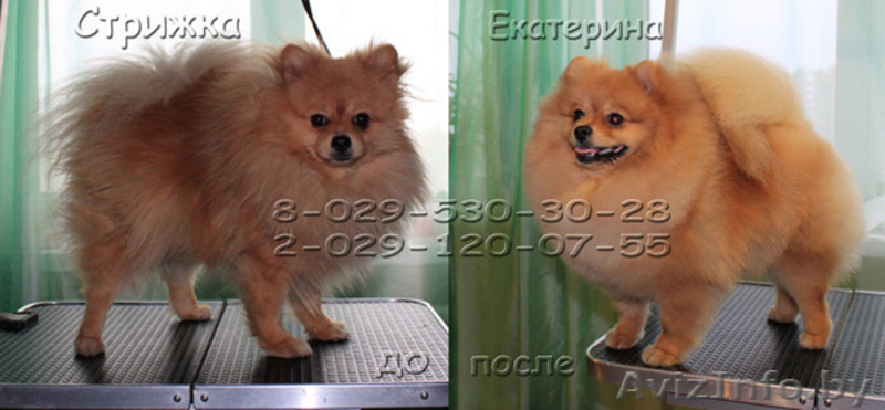 Стрижка йорков и шпицев - Изображение #2, Объявление #1200719