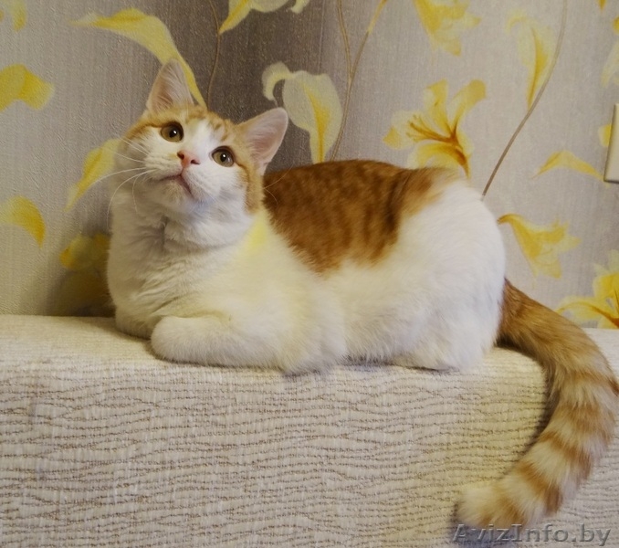 ласковый котик подросток   ищет дом - Изображение #4, Объявление #1199086