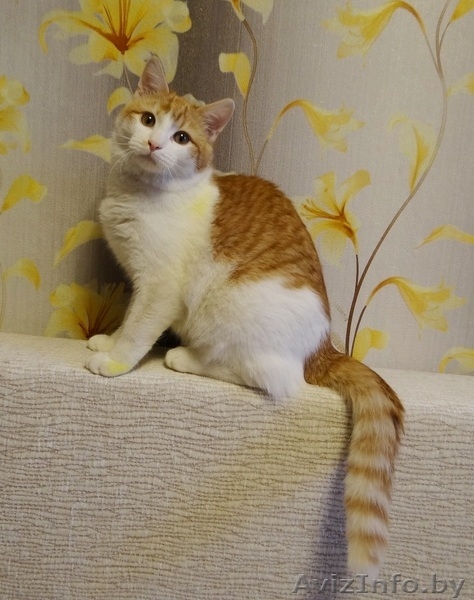 ласковый котик подросток   ищет дом - Изображение #6, Объявление #1199086