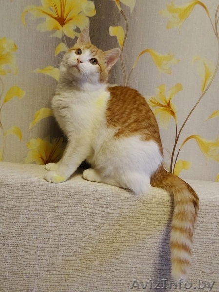 ласковый котик подросток   ищет дом - Изображение #1, Объявление #1199086