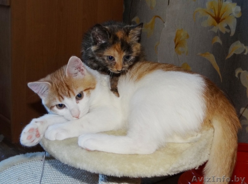 ласковый котик подросток   ищет дом - Изображение #2, Объявление #1199086