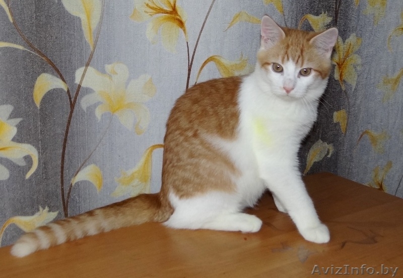 ласковый котик подросток   ищет дом - Изображение #5, Объявление #1199086