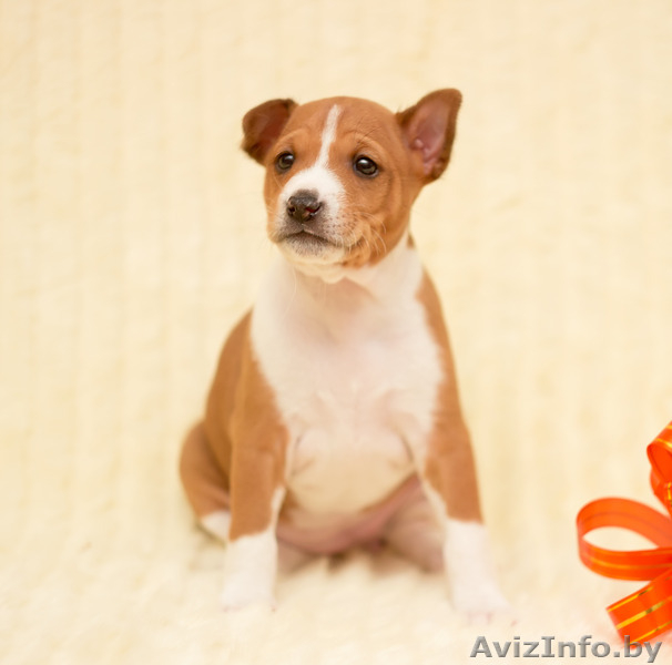 Рыже-белая девочка басенджи - Изображение #1, Объявление #1207061