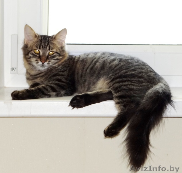 кошечка подросток Кеша  в дар - Изображение #5, Объявление #1199212