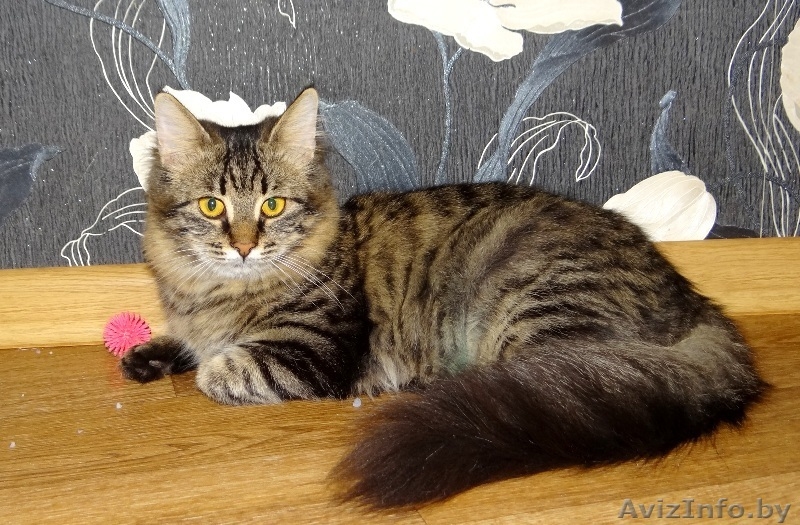 кошечка подросток Кеша  в дар - Изображение #3, Объявление #1199212