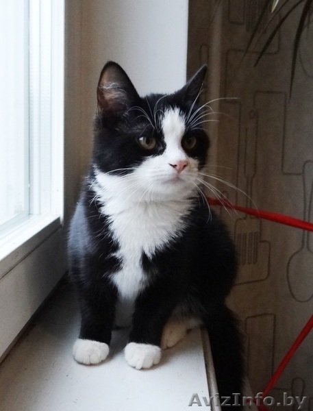 котенок Мика в дар - Изображение #5, Объявление #1199187