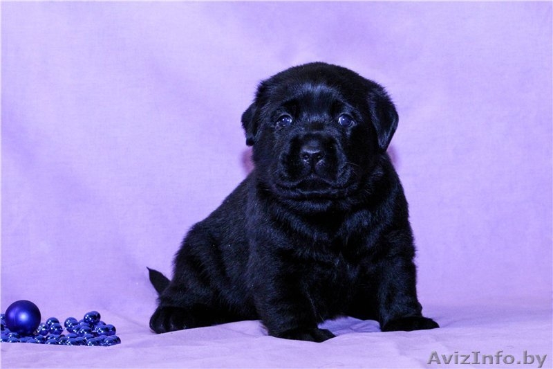 Черные щенки лабрадора - Изображение #2, Объявление #1199341