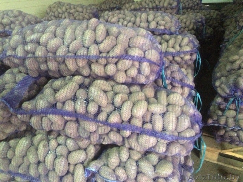 Семенной и продовольственный картофель - Изображение #3, Объявление #1199595